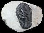 Excellent, Pedinopariops Trilobite - Mrakib, Morocco #55974-1